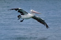 Pelikan australsky - Pelecanus conspicillatus - Australian Pelican o7429